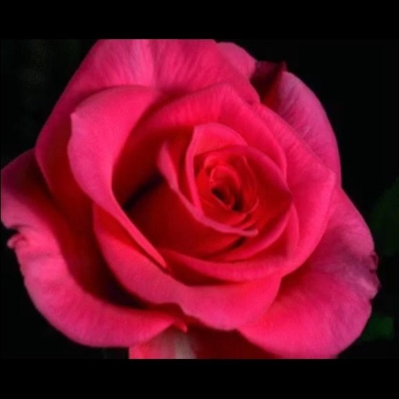 Meet your Posher, Kay - Picture 1 of 2